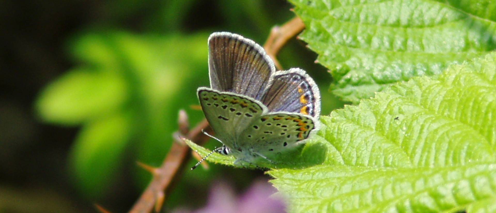 The Karner blue butterfly is a federally listed endangered species and is classified as a Species of Special Concern by the Wisconsin DNR. During the last 20 years, Karner populations have declined, primarily due to loss of habitat.